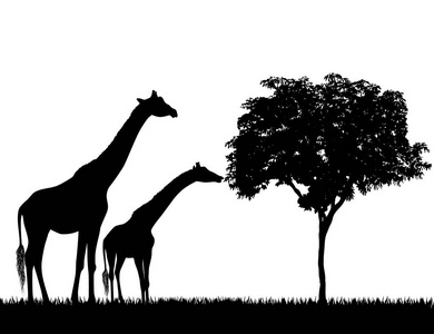 长颈鹿和白色背景矢量树的剪影
