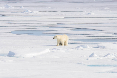北极熊 熊绕杆菌 Spitsberg 北部浮冰上