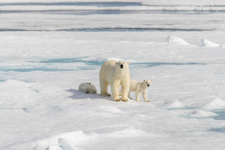 北极熊妈妈 熊绕杆菌 和双小熊放在包 ic