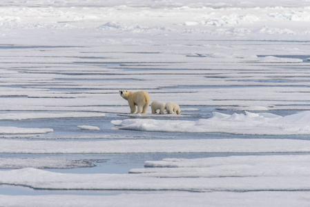 北极熊妈妈 熊绕杆菌 和双幼崽在冰上