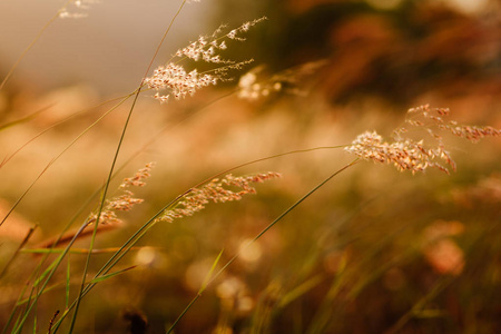 日落的小草和野花