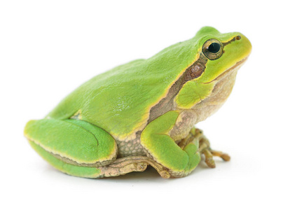 孤立的绿色青蛙