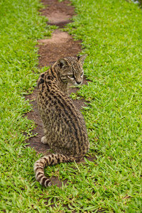 南美野猫利奥帕杜斯 oncifelis geoffroyi