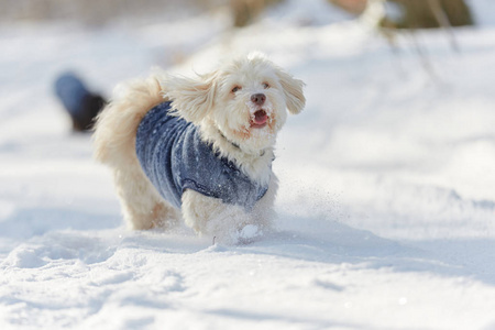 在雪地里奔跑和玩耍的哈瓦尼斯狗