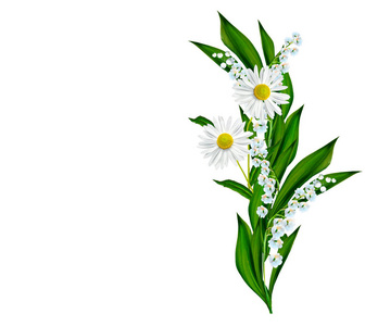 孤立在白色背景上的雏菊夏天花