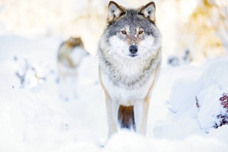 在寒冷的冬天森林狼的两只狼