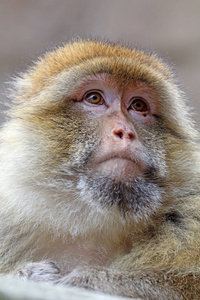 柏柏尔猴子在自然栖息地