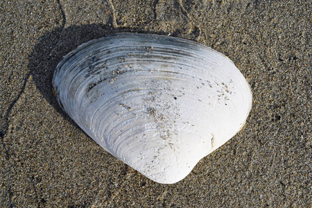 海滩上沙滩上的贝壳图片