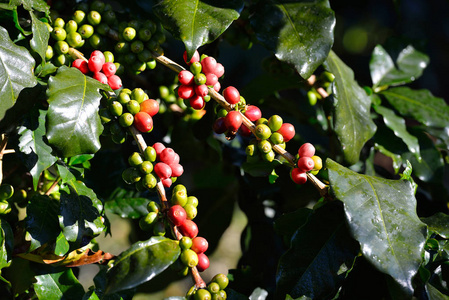 咖啡树上的咖啡种植园的咖啡豆