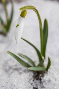 从雪中柔和的雪花绽放