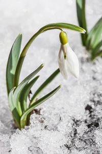 从雪中柔和的雪花绽放