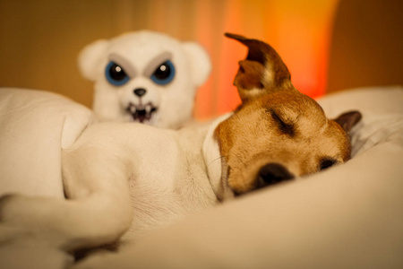 狗，噩梦或坏梦