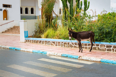 在西迪伊夫尼，摩洛哥街头驴