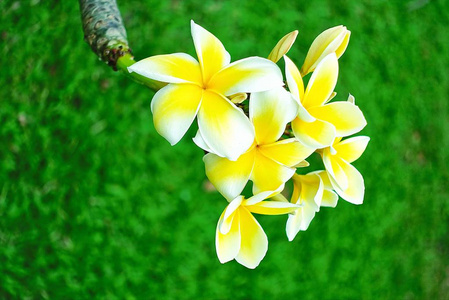 泰国美丽的黄色和白色素馨花绿色背景