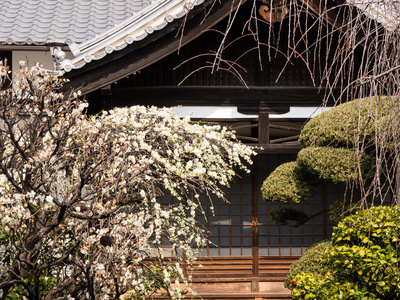 带花园的日式住宅