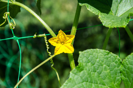 黄瓜在夏季家庭花园的温室里种植蔬菜