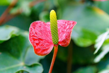 花园里的红黄色火烈鸟花