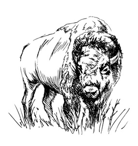 手绘野牛插画
