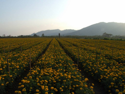 万寿菊花卉场