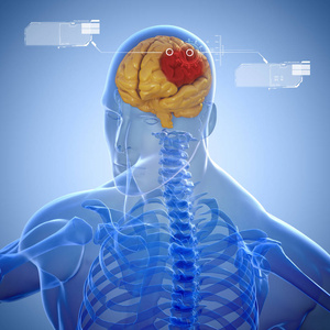 三维人体骨骼和大脑的扫描