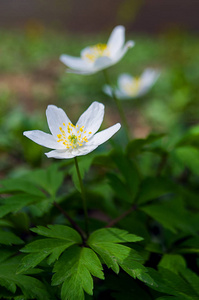 银莲花春朵小花