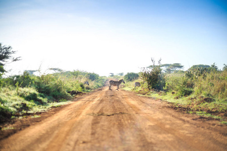 穿越非洲污垢 红路通过稀树草原的斑马