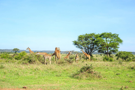 家庭的长颈鹿在肯尼亚内罗毕国家公园