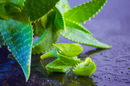 药用植物芦荟叶