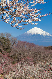 山富士风景