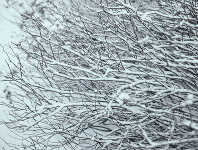树枝上的白雪