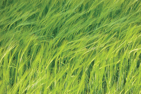 新新绿色常见野生大麦场水平背景图案，大麦花 L.穗状花序，有机谷物隐喻概念