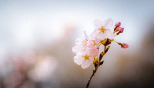春天樱花与柔焦滤镜