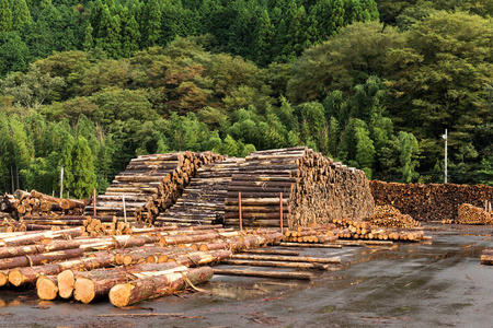 松木木材堆放在木材场
