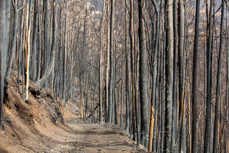世界遗产森林的马德拉可怕在 2016 年毁于火灾。一些树木有巨大生命意志的这场灾难幸存下来