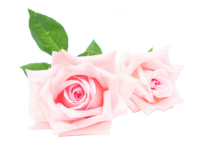 粉红盛开的玫瑰