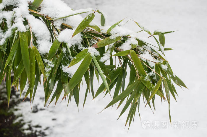 多雪的竹叶