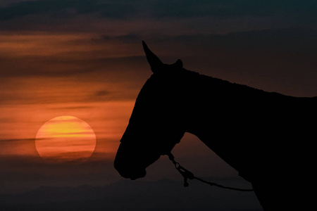 日落场景与马剪影图