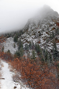 颜色鲜艳的高山森林景观与雪，桑迪亚山脉，新墨西哥，美国