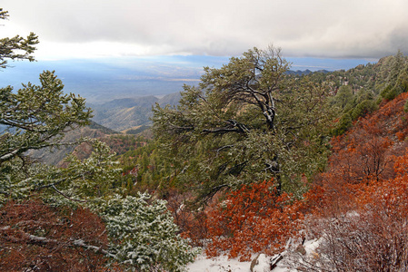 颜色鲜艳的高山森林景观与雪，桑迪亚山脉，新墨西哥，美国