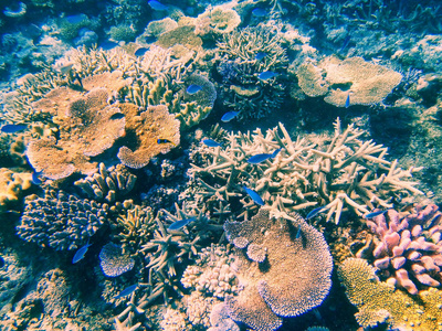 索莫索莫海峡 F Taveuni 海岸岛珊瑚礁