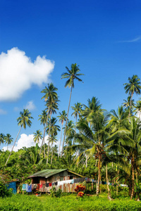 典型的房子，在 Taveu 上的棕榈树环绕的鲍村