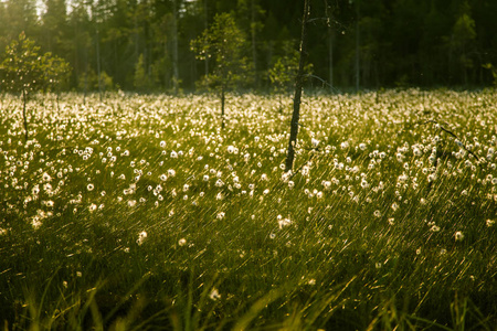 一个美丽的沼泽景观与棉花在日落