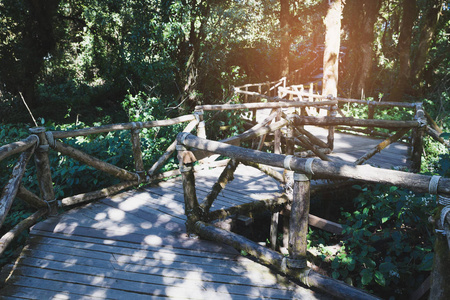 位于 doi intha 的 ang ka 自然小径雨林的步行道