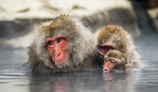 日本猕猴在温泉水中
