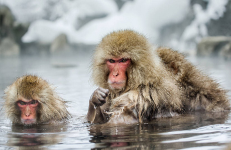 日本猕猴在温泉水中