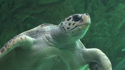 海龟爬行类动物和野生动物