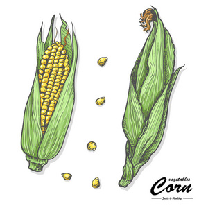 彩色的玉米中的素描样式图片