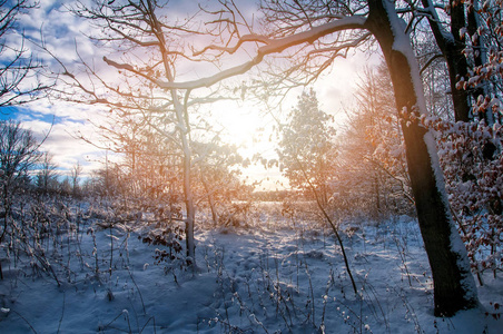 冬天阳光穿过树木