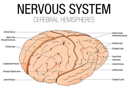中枢神经系统的脑半球矢量图像