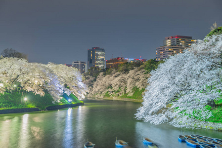 在日本，在东京的樱花